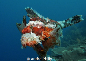 Like a bird on a tree - a Scorpionfish on the top of a sp... by Andre Philip 